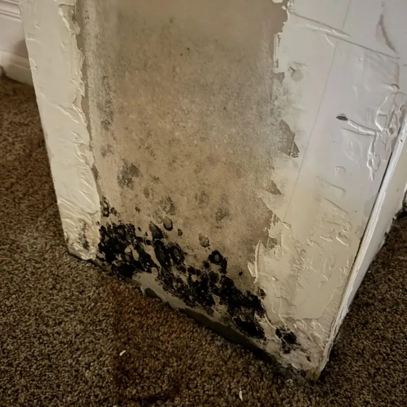 Professional Mold Removal in Middlesex County, NJ